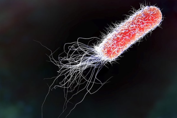 ecoli in drinking water