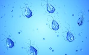 Giardia in water