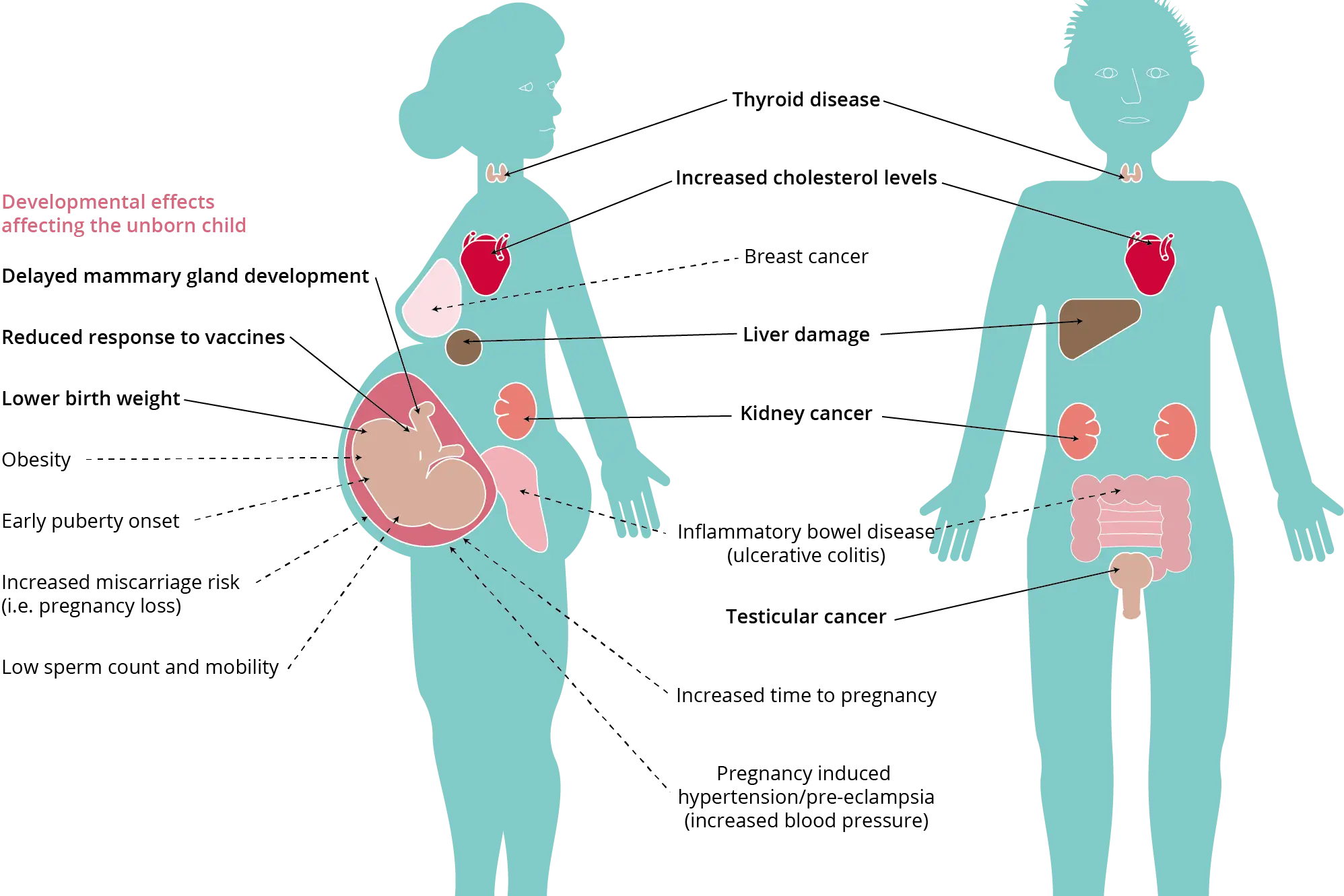 PFAS exposure health risks