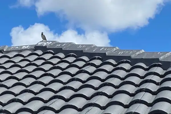 rainwater catchment roof